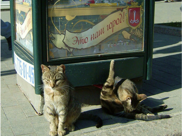 Котовторник 27.5.2014