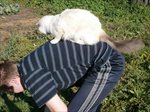 Котовторник 17.06.2014