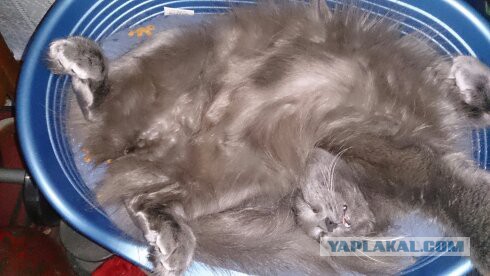 Котовторник 19.08.2014