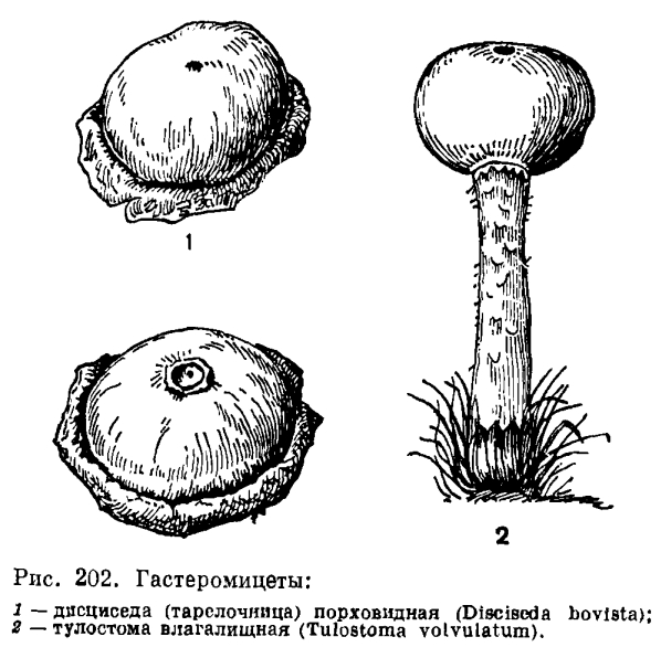 Фаллос обыкновенный