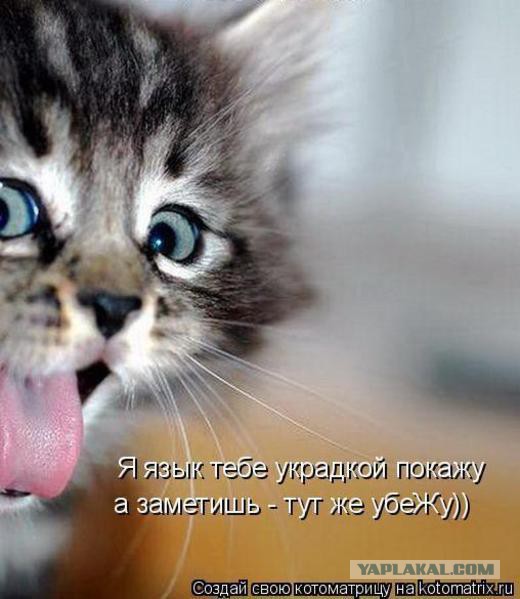 Кошачий Hardcore