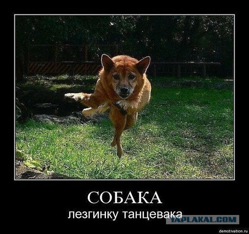 Картинки из этих ваших интернетов