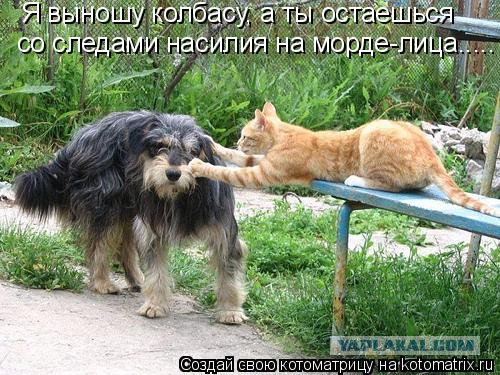 Собаки против котов