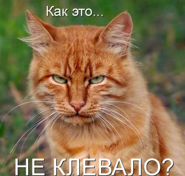 Котовторник 13.10.2015