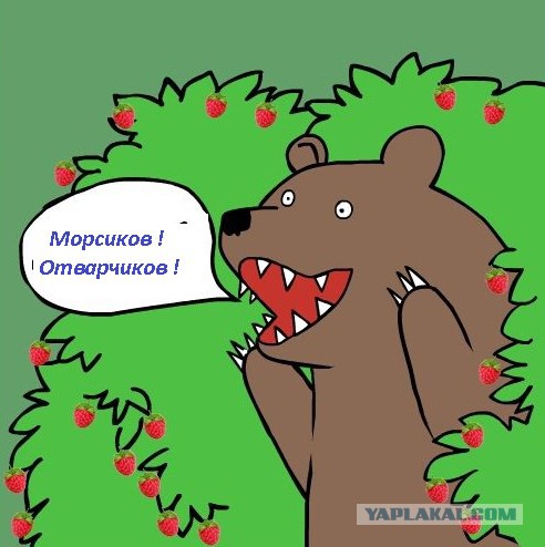 А какую таблетку выберет ЯПовец?