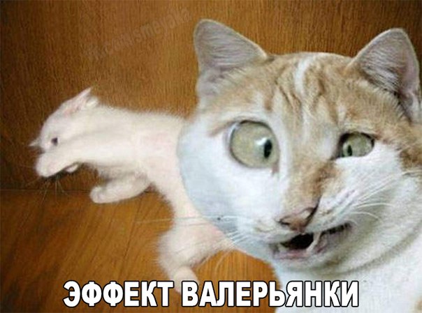 Немного картинок и демотиваторов