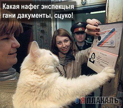 Коты, кошки, котята