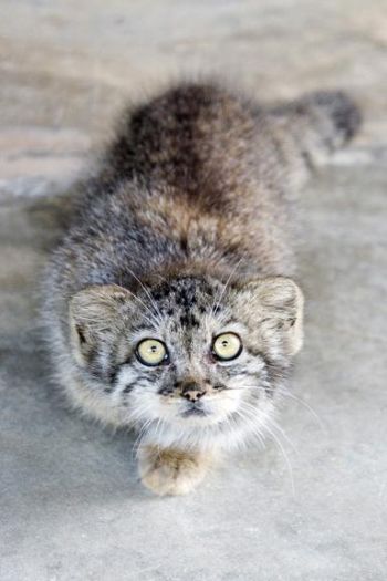 ДИКИЕ КОШКИ