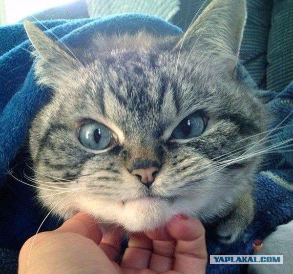 Животные, которым надоело это терпеть