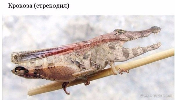 Подборка интересных и веселых картинок