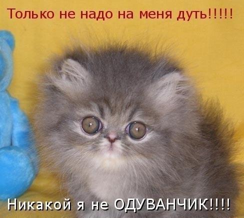 Мохнатые беспредельщики