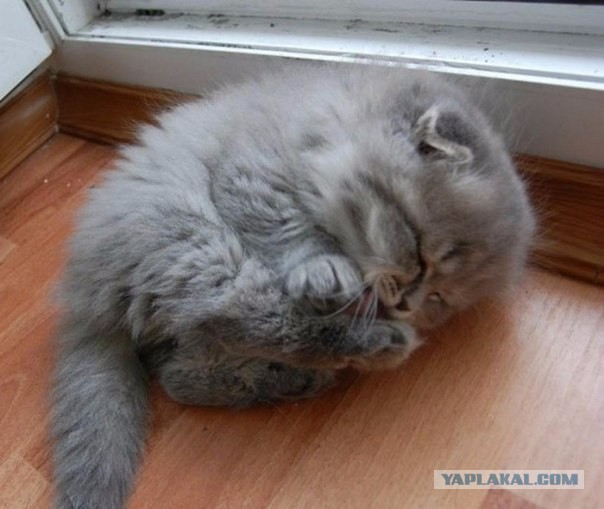 Что общего у девушек и кошек