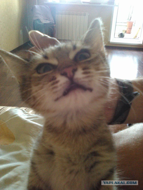 Ваши фотки котов на телефон