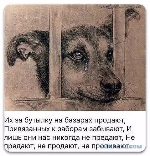 В Улан-Удэ неизвестные отрубили псу три лапы и нос (осторожно, фото 18+)