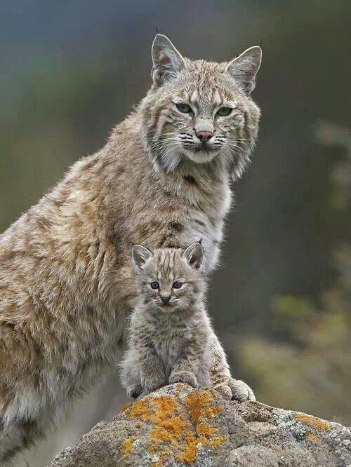 Самые смешные животные