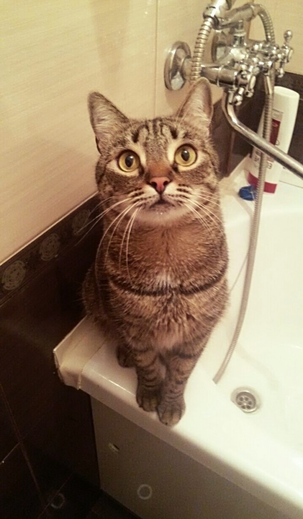 Коты и Кошки