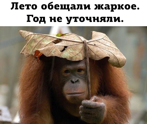 Подборка забавных животных