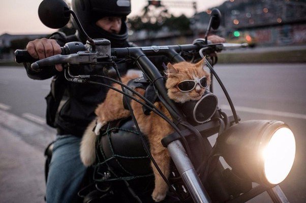 Коты и Кошки