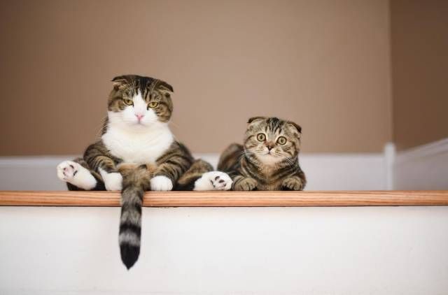 20 шикарных фотографий, в которых вся суть котов