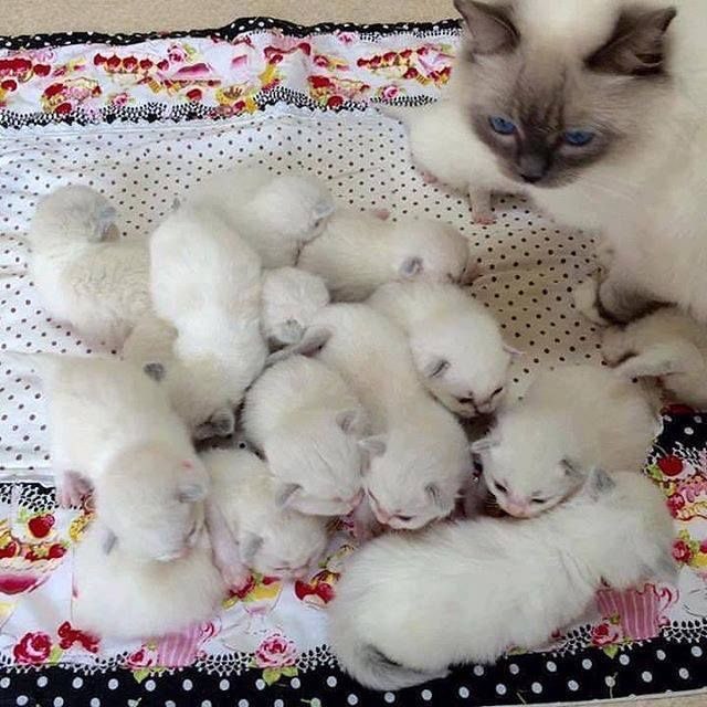 Коты и Кошки