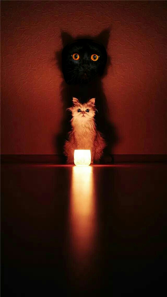 Подборка котов с лампой.