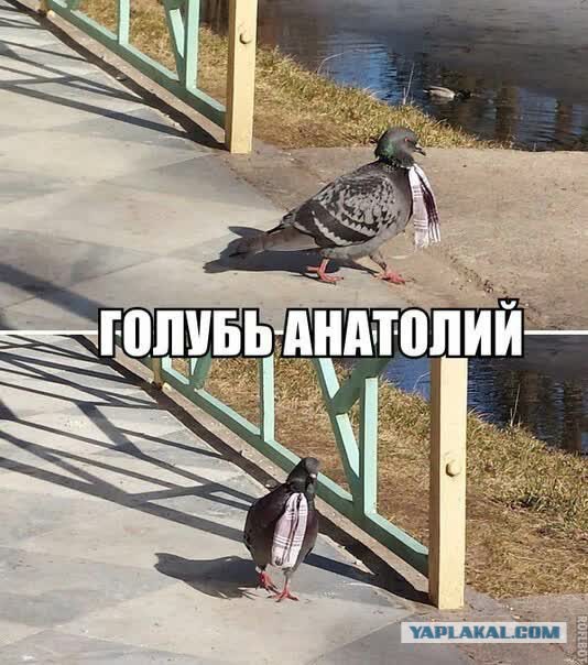 В Британии вызвали пожарных, чтобы те утихомирили чайку, напившуюся недопитого пива