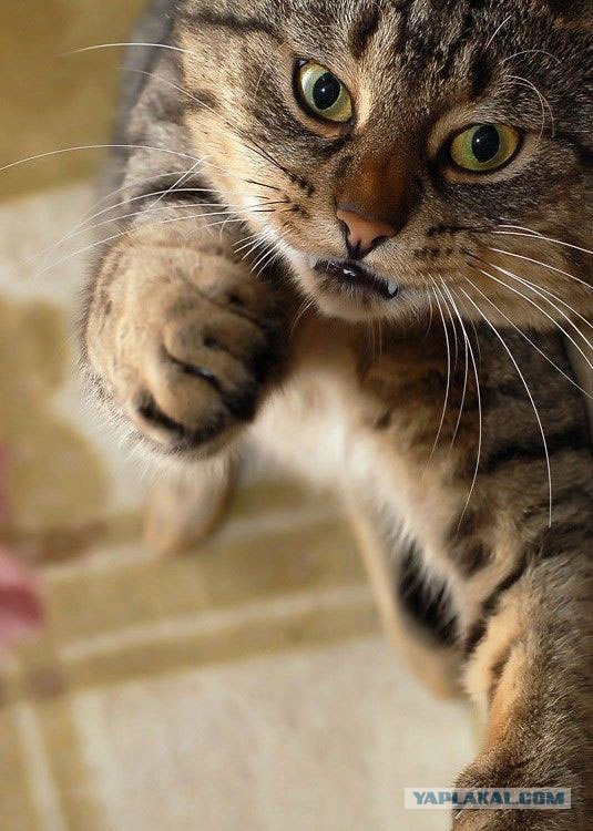 Котовторник (16.09.08)