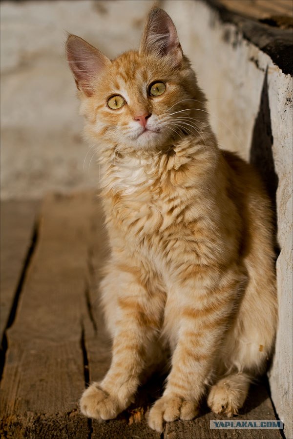 Забыли котовторник? А вот он!