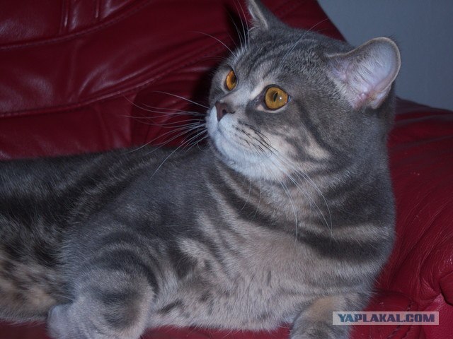 Котовторник на ферме (65 фот)