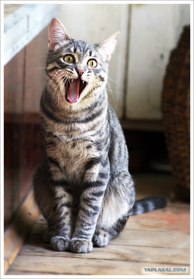 Котовторник (02.06.2009)