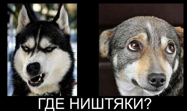 Собака - виновака