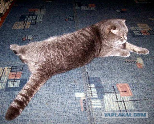 Первый котовторник июля