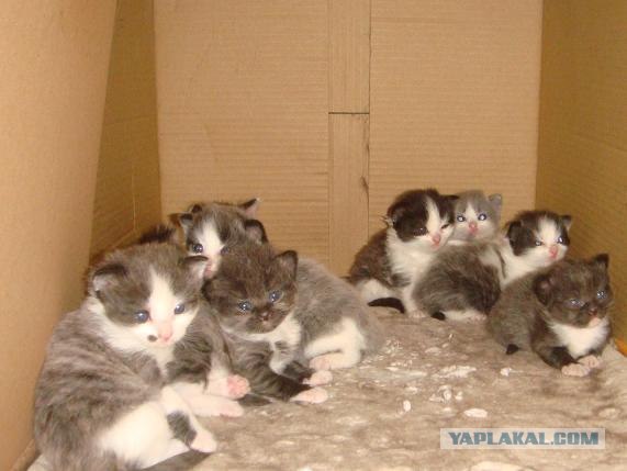 Котовторник 17 января