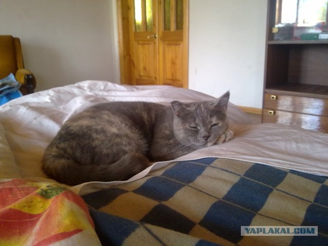 Котовторник 29.05.2012