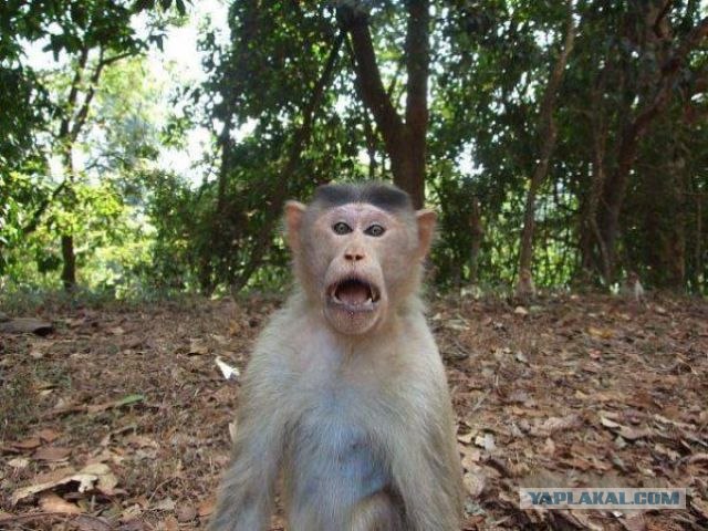 Челове-е-е-е-к!