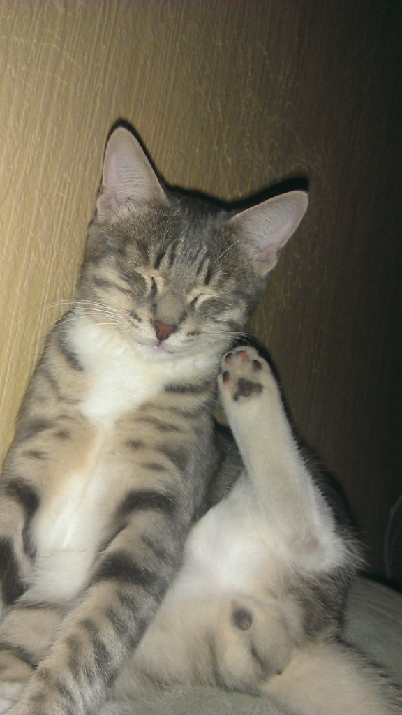 Котовторник 29.01.2013