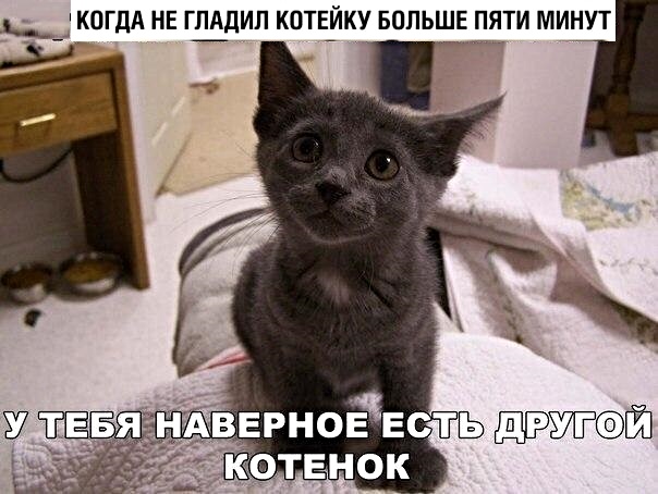 Картинки с котами и про котов