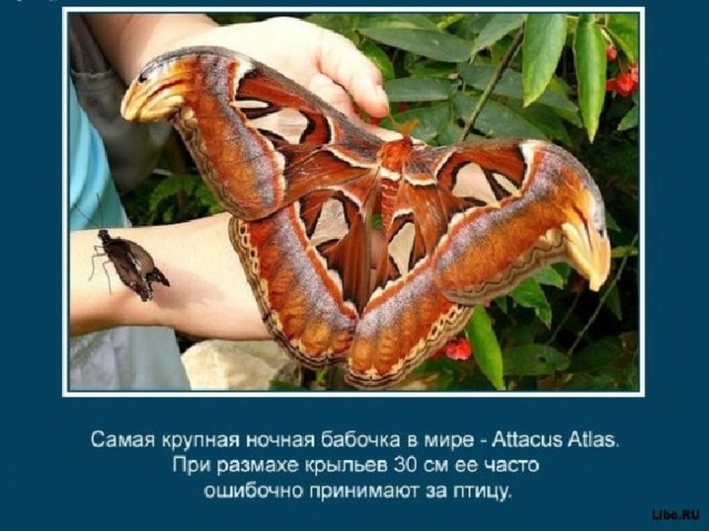 Интересные факты о животных