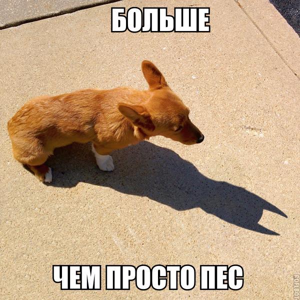 Чуток картинок 04.02.20