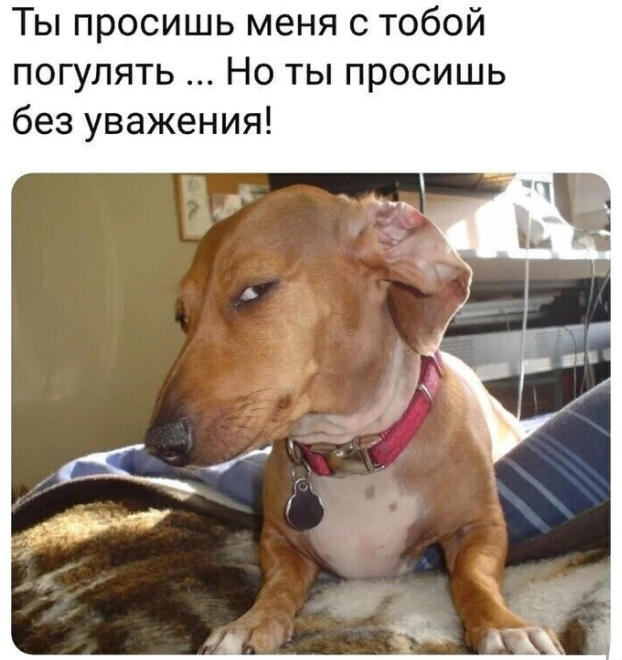 Прикольные картинки 21.04.2020