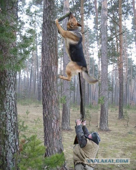 Фотожаба: Охотник и его верный пес