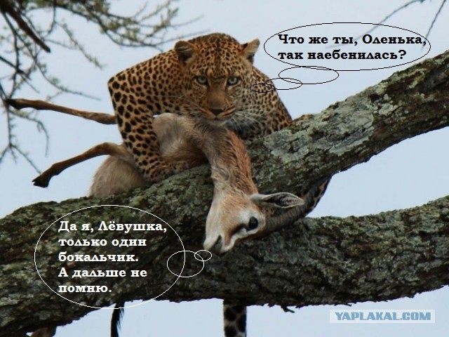 В мире животных