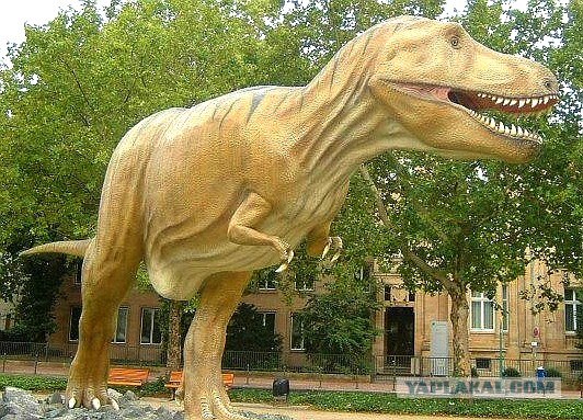 Чувака жестко штырит