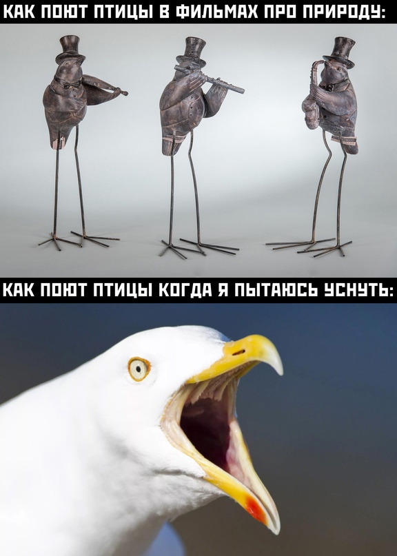 Весёлый полтишок 10.06.