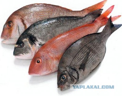 Кулинарная беседка