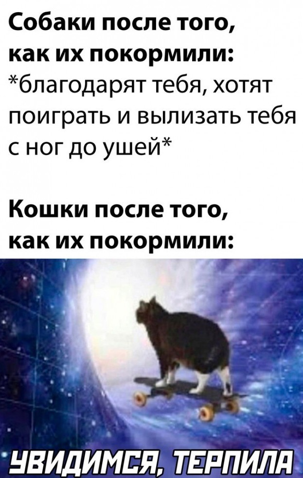 Весёлый полтишок 01.02
