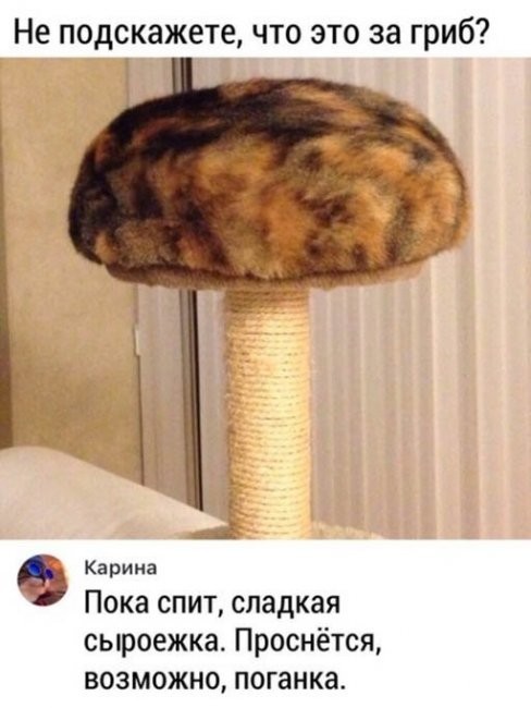 Скриншоты и комментарии из социальных сетей 17.07.22