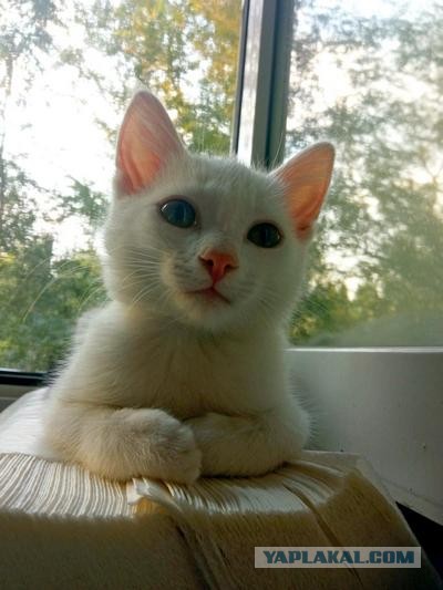 Разыграли бедного котика