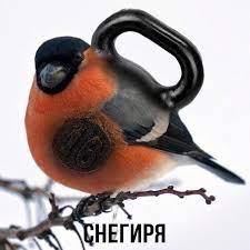 Эти интересные снегири