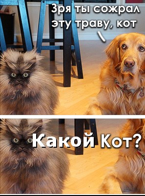 Зря ты сожрал эту траву, кот!
